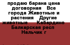 продаю барана цена договорная - Все города Животные и растения » Другие животные   . Кабардино-Балкарская респ.,Нальчик г.